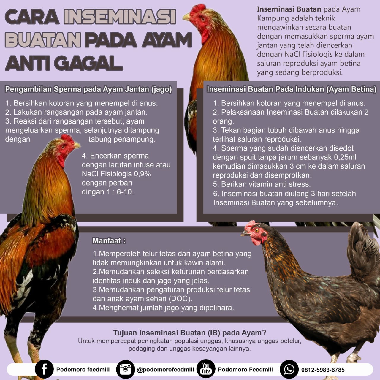 Cara Inseminasi Buatan Pada Ayam Anti Gagal, Podomoro Poultry Equipment