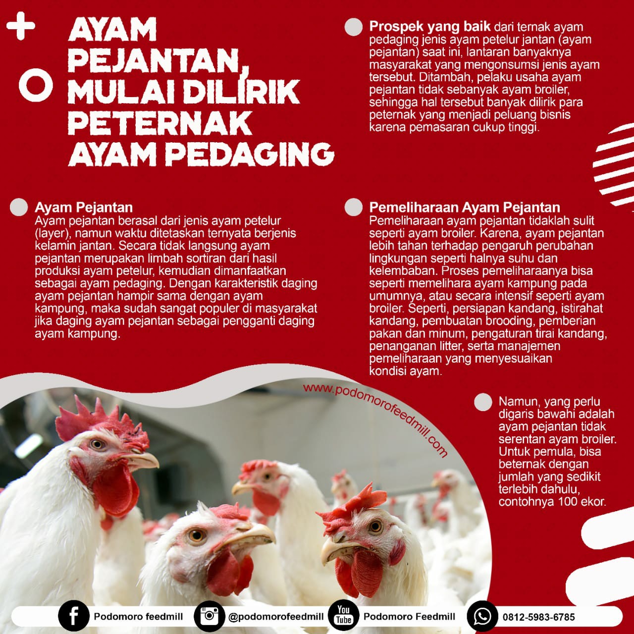 Ayam Pejantan Mulai Dilirik Peternak Ayam Pedaging, Podomoro Poultry