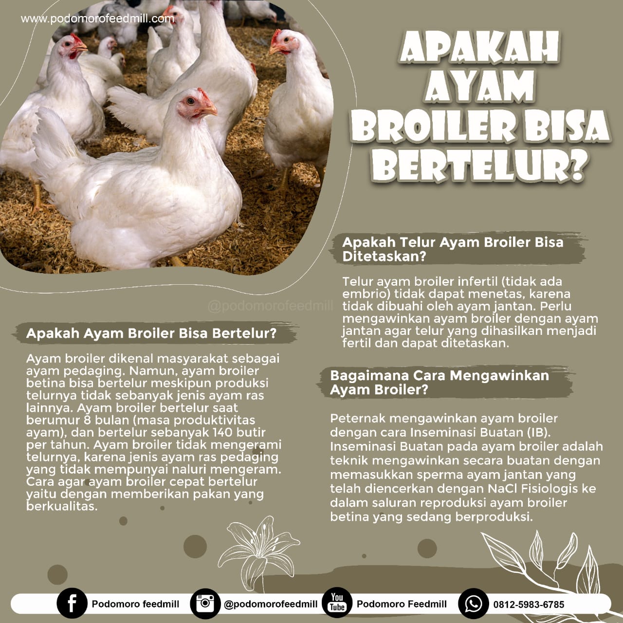 Tahukah Kamu Apakah Ayam Broiler Bisa Bertelur, Podomoro Poultry Equipment
