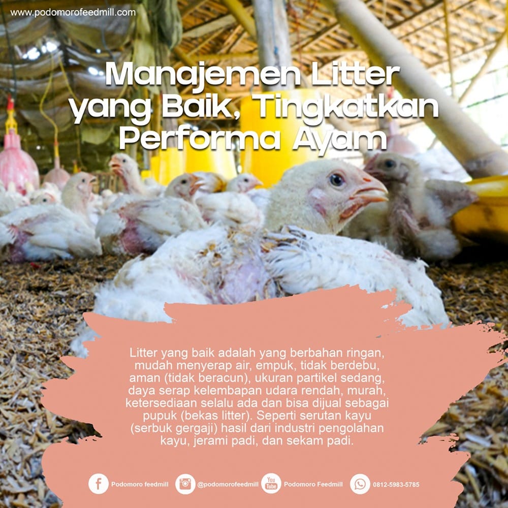 Gangguan Tembolok Ayam Cek Penyebabnya, Podomoro Poultry Equipment