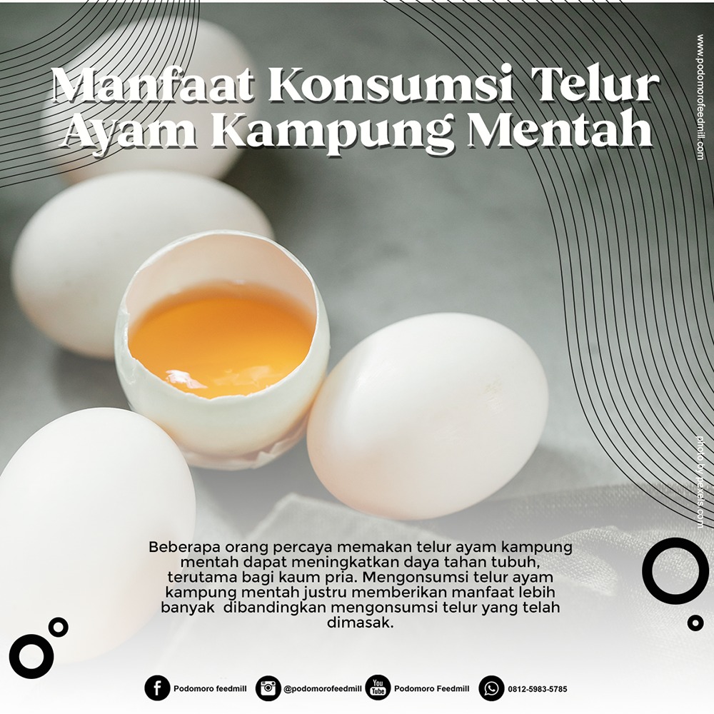 Manfaat Telur Ayam Kampung Mentah