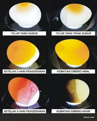 telur fertil dan infertil hasil candling