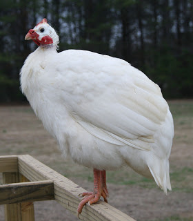 Ayam Mutiara Putih
