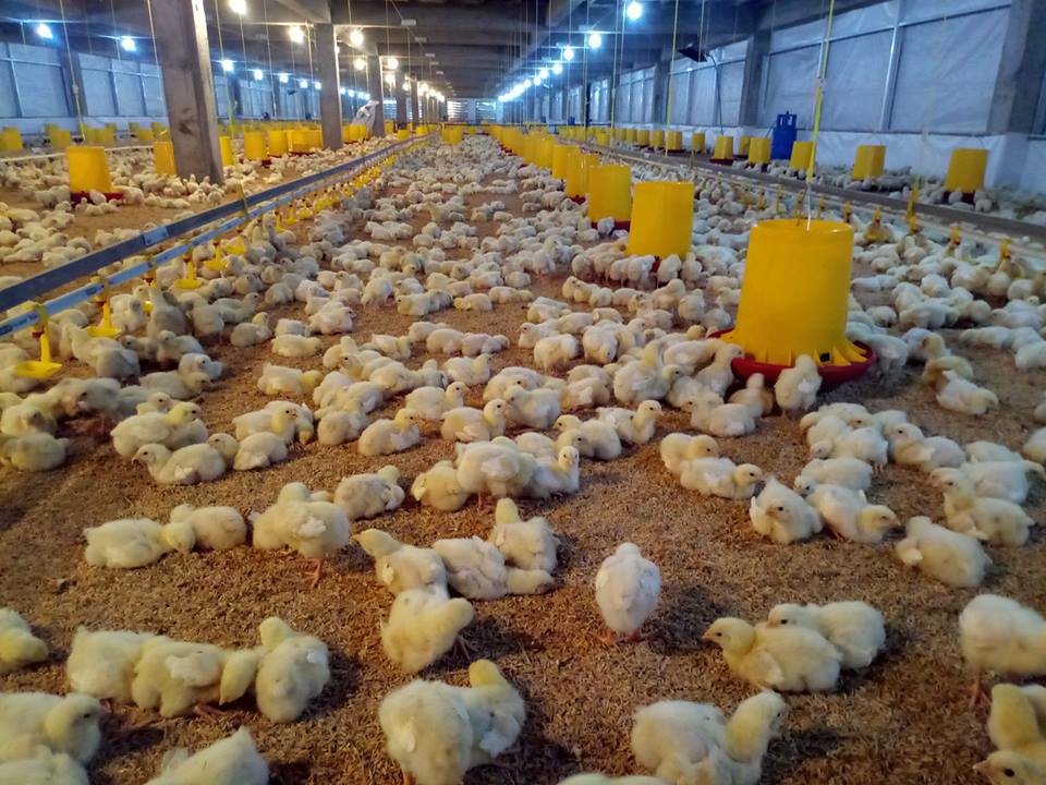 Sistem Usaha Ayam Broiler