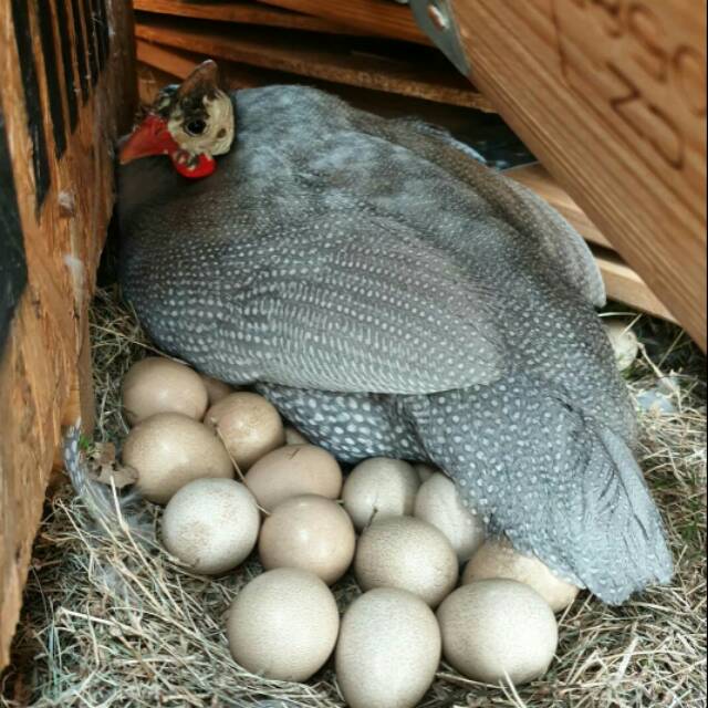 Telur Ayam Mutiara