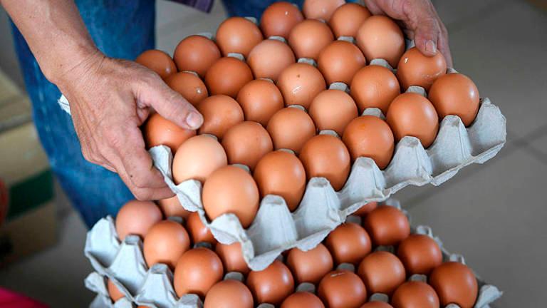 tingkat mutu telur ayam konsumsi