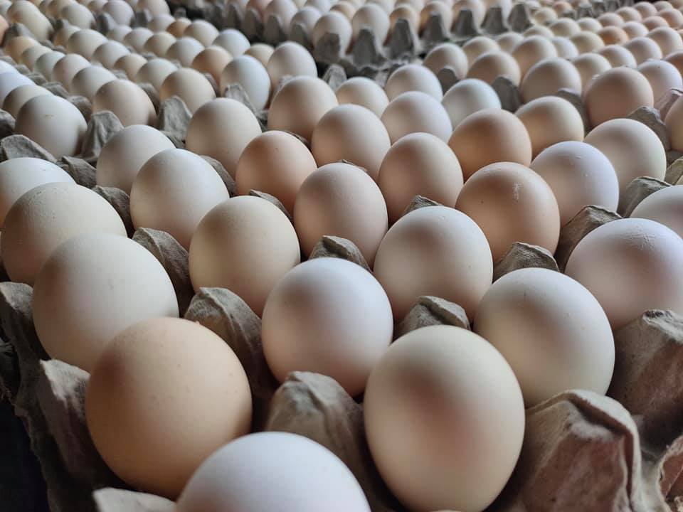 Telur Ayam Arab